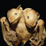 问鼎app下载的推广活动与福利介绍 1f29vvma