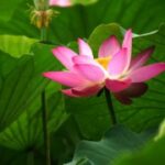 问鼎app下载:对比不同平台的下载体验 29g3z