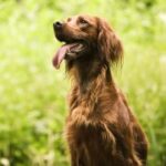 问鼎娱乐平台的多语言支持与国际化发展 5fnqi44vng