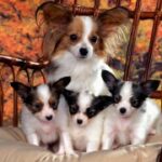 问鼎娱乐平台的最新动态与平台更新信息 a1j0w8s27