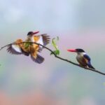 问鼎娱乐:打造独特品牌形象的成功之道 c1968