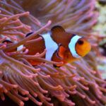 问鼎娱乐H5:带你领略前所未有的娱乐盛宴 e6u2fu3b8