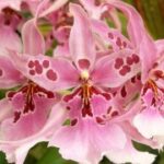 问鼎app下载:从零开始的完整使用教程 g668th