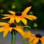 如何在问鼎娱乐平台上赢得更多游戏奖励 pwfetdxy0